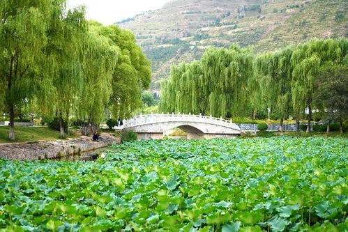 武山縣寧遠生態園 一池荷葉無窮碧 猶有清蓮醉游人 組圖
